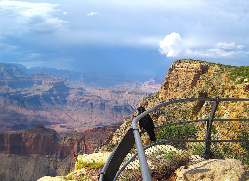 corvi Grand canyon vista